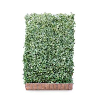 Ivy screen (Hedera helix 'White Ripple') 180cm high 120cm wide (Pre-Order May 2024)
